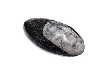 Özgün Doğal Trilobit Fosil Parlak Oval Taş Gömülü Beyaz Arkaplanda izole.