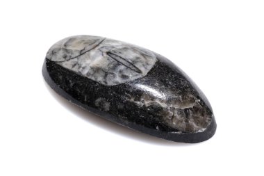 Beyaz arka planda detaylı korunmuş Doğal cilalı Antik Trilobit Fosil Numunesi.