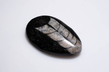 Siyah Taş yüzeyinde cilalanmış Doğal Trilobit Fosili Beyaz Arkaplan 'da izole edildi.