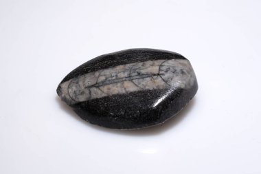 Cilalanmış Doğal Trilobit Fosili Beyaz Arkaplan Üzerine Çelişkili Taş Matrisinde Açık Bölümlü Yapıyı Gösteriyor.