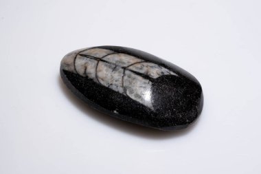 Cilalanmış Doğal Trilobit Fosil. Beyaz desenli Kara Taş 'a gömülmüş..