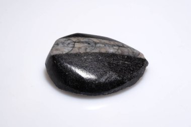 Beyaz Arkaplanda Doğal Cilalı Fosil Taşı Trilobit Numunesi.