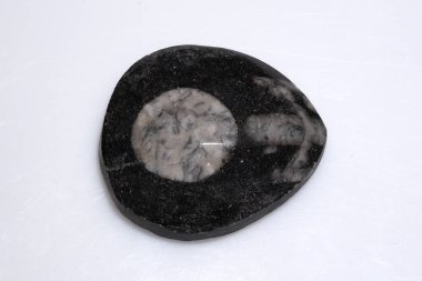 Doğal Fosilleşmiş Trilobit Ayrıntılı Yapısı Olan Karanlık Matris Taşı 'na Gömülü.