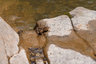 Kamufle olmuş kahverengi bir kurbağa kayalık bir dere kıyısına tünemiş, yosunlu taşlar ve akan sığ su ile doğal çevreye karışıp sakin bir yaban hayatı anı yakalıyor.