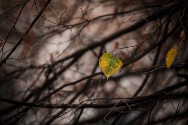 Yalnız sarı bir yaprak, kışın gelişinden önceki hayatın son kalıntılarını ve sonbaharın geçişini simgeleyen karanlık bir dal ağının ortasında çıplak bir dala yapışır..