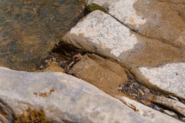 Küçük kahverengi bir kurbağa, kayalar ve yosunlarla mükemmel bir şekilde harmanlanır ve doğal kamuflajını ormanlık bir ortamda gösterir, doğa teması için idealdir.