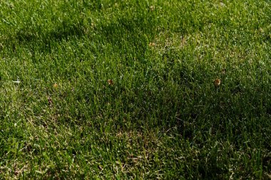 Canlı, sağlıklı yeşil çimlerin yakın plan görüntüsü belirgin çim yaprakları, açık hava dokusu ve güneşli çevreyi gözler önüne seriyor.