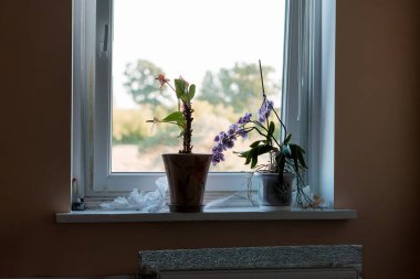 İki saksı bitkisi, bir orkide ve bir diğer çiçek açan tür bulanık manzaraya bakan bir pencere eşiğinde oturur, sakin bir ev iç mekanı, sıcak doğal ışık,