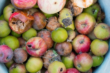 Yakın çekim, çürüyen elmalar ve bir soğanla dolu bir kova gösteriyor, besin atıkları, organik çürüme ve dokular, gübreleme kavramları için ideal.