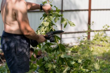 Tişörtsüz bir adam özenle budanmış yeşil üzüm bağlarını yemyeşil bir bahçede kesicilerle besliyor, yaz tarımını sergiliyor, bahçe düzenleme ve bahçecilik yapıyor.
