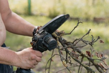 Bir insan yeşil bahçe ortamında ağaç dallarını budamak için elektrikli budama makası kullanır, bahçe işleri için elektrikli aletler kullanarak ağaç budamayı sergiler.