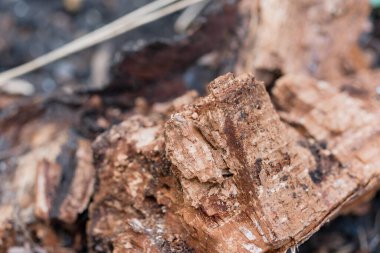 Ayrıntılı, yakın plan çekimde koyu kahverengi mantar kabuğu kaba, çatlak desenli, kırsal, organik bir element olarak doğal ahşap kalıntıları sergiliyor.