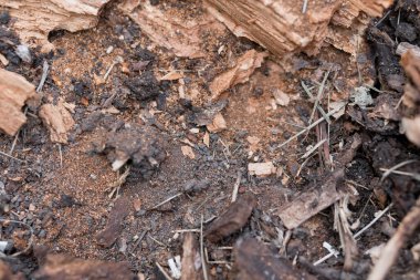 Bir makro çekim çürüyen ahşap parçalarını ve toprağı ortaya çıkarır. Toprak, küçük otlar ve karanlık organik maddeyle doğal bozulmayı gösterir.