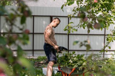 Kaslı bir adam bahçesindeki bitkileri suluyor. Parlak güneşli bir günde, bir elma ağacının yanında bir hortum ve ahşap bir çit kullanıyor. gerçekçi açık hava yaşam tarzı çekimi