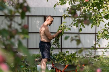 Çıplak göğüslü bir adam elma ağaçlarıyla ilgilenir, beyaz ahşap bir çitin ve kırmızı bir el arabasının yanındaki yemyeşil bir bahçede meyve toplar, huzurlu bir yaz sahnesini taşır.