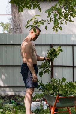Tişörtsüz bir adam bahçeye bakar, açık renkli çitlere karşı tencerelerde üzüm budar, güneşli arka bahçe, günlük yaz kıyafetleri, turuncu el arabası
