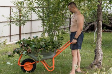 Tişörtsüz bir adam dolu bir turuncu el arabasını çimenli bir bahçede elma taşıyan bir ağaçla gezdirir. Bahçe işleri, açık hava işleri ve sakin bir manzara sunar.