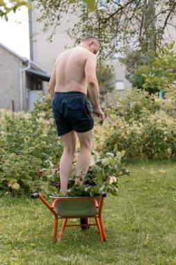 Tişörtsüz bir adam yeşil bir bahçede duruyor, turuncu bir el arabasıyla bitkilerle ilgileniyor, kırsal, yaz havası yaratıyor bahçe ve açık hava temaları için.