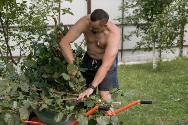 Tişörtsüz bir adam, güneşli bir bahçede el budama makinesiyle büyük bir çalıyı güçlü bir şekilde budar. Kırpmak için turuncu bir el arabası kullanır.