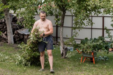 Tişörtsüz bir adam güneşli bir arka bahçede bahçesine bakar, tahta bir çitin yakınındaki bir elma ağacını görünür turuncu bir el arabası ile budar, gündelik yaz hayatını gözler önüne serer