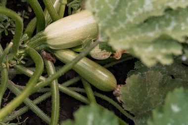 Yakın plan bir bahçe çekimi canlı yeşil yapraklar arasında büyüyen genç kabak göstermektedir, sağlıklı, organik sebze hasadı göstermektedir, çiftçilik, bahçıvanlık veya besin içeriği için mükemmel
