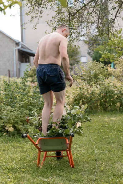 Tişörtsüz bir adam yeşil bir bahçede duruyor, turuncu bir el arabasıyla bitkilerle ilgileniyor, kırsal, yaz havası yaratıyor bahçe ve açık hava temaları için.