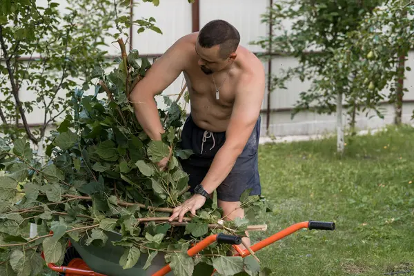 Tişörtsüz bir adam, güneşli bir bahçede el budama makinesiyle büyük bir çalıyı güçlü bir şekilde budar. Kırpmak için turuncu bir el arabası kullanır.