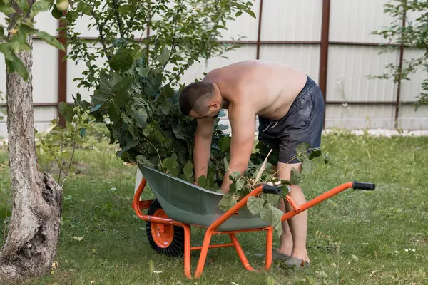 Gömleksiz bir adam, arka planda çit ve ağaçlar olan turuncu bir el arabasına budanmış dallar ve yeşil yapraklar yüklüyor.