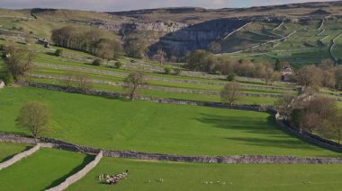 Çiftçi Çoban Koyun Sürüsü, Yorkshire Dales Ulusal Parkı 'nda, Malham Koyu yakınlarında.