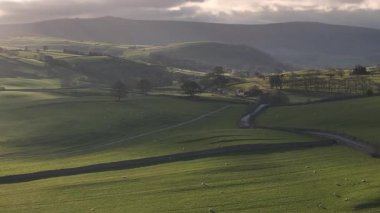 Sunrise Over the Yorkshire Dales Ulusal Parkı: Rolling Green Hills, Sheep Orazing, ve Picturesque Country Peyzajı