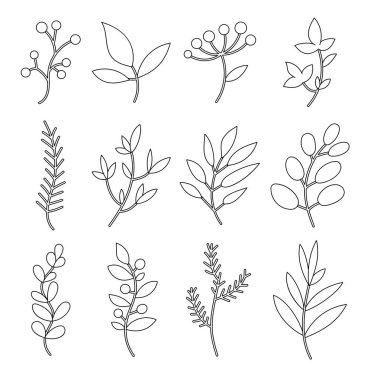 Böğürtlen. Boyama sayfası. Noel bitkisi dekoru. Vektör çizimi. Tasarım elementlerinin koleksiyonu.