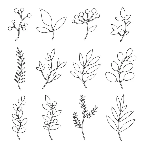 Bayas Invierno Página Para Colorear Decoración Floral Plantas Navideñas Dibujo — Archivo Imágenes Vectoriales