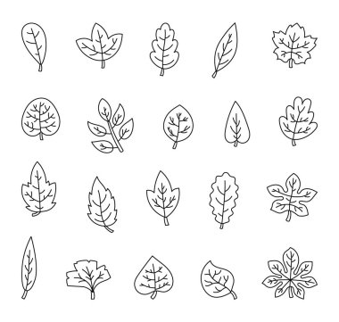 Mevsimsel çiçekçilik ve doğal organik kompozisyonlarda yaratıcı tasarımlar için botanik elementlerle dekoratif sonbahar yaprağı taslakları.