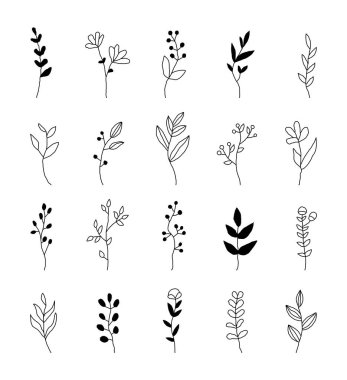 Dal, botanik çizgisi çizimi. Sanatsal el, senin için dallar çiziyor. Organik dekorasyon ve doğal çiçek unsurları.