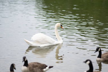 Nuremberg 'deki gölde kuğu