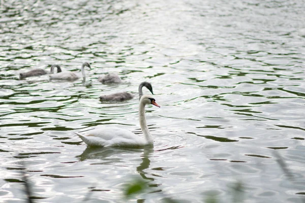 Nuremberg 'deki gölde kuğu