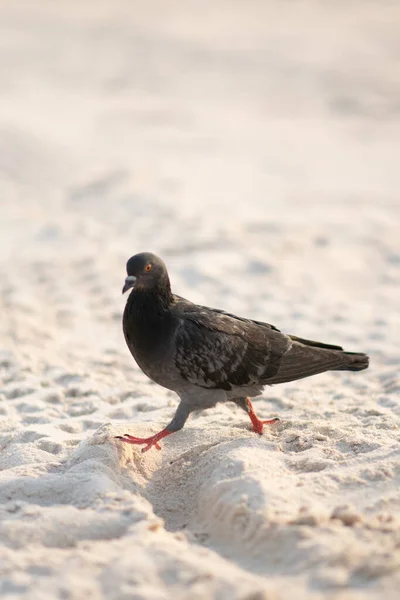 Nuremberg 'deki gölde kuğu