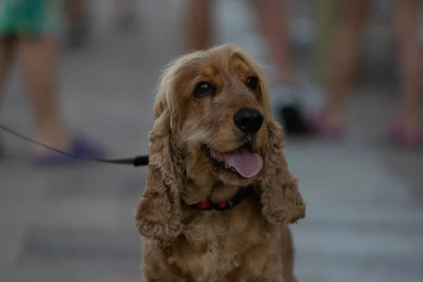 Nuremberg 'deki gölde kuğu