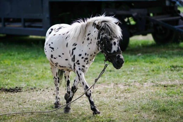 Avrupa sokaklarında antika sokak saatleri