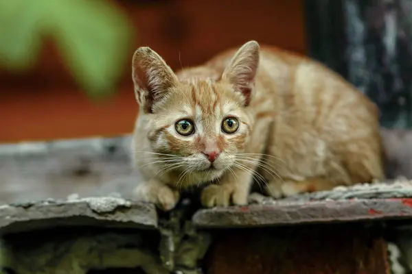 Kızıl Avrupalı kısa hava, Kelt kedisi