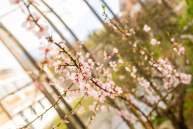 Şehir bahçesinde narin pembe bahar çiçekleri. Yüksek kalite fotoğraf