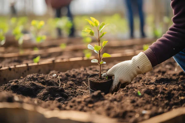 Bomen Planten Voor Een Duurzame Toekomst Gemeenschapstuin Milieubescherming Bevordering Van — Stockfoto