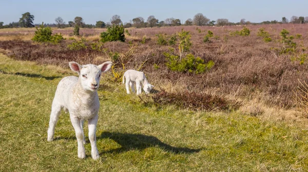 Two Little White Lambs Heather Fields National Park Drents Friese — Stock Photo, Image
