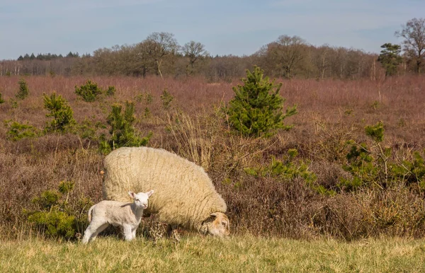 Moderfår Med Lamm Nationalparken Drents Friese Wold Nederländerna — Stockfoto