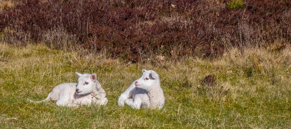 Panorama Two Little White Lambs Lying Grass Nature Area Drents — Stock Photo, Image