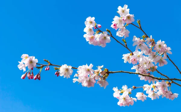 Branch of a cherry tree in blossom in the early springtime against a blue sky background