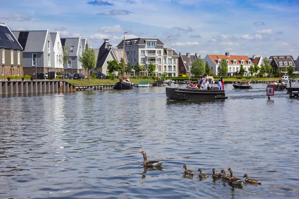 Ganzen Boten Haven Van Harderwijk Nederland — Stockfoto