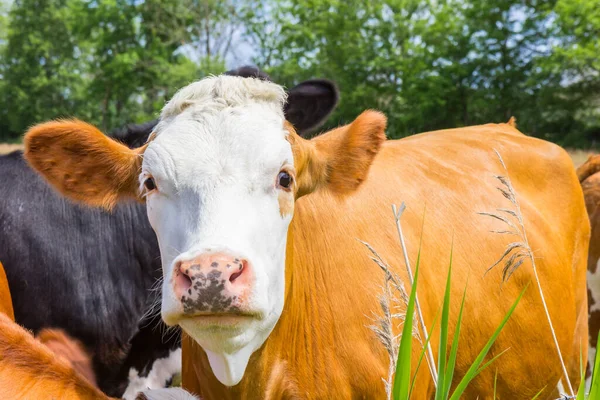 Dutch Cow Field Orvelte Drenthe Netherlands — Stock Photo, Image