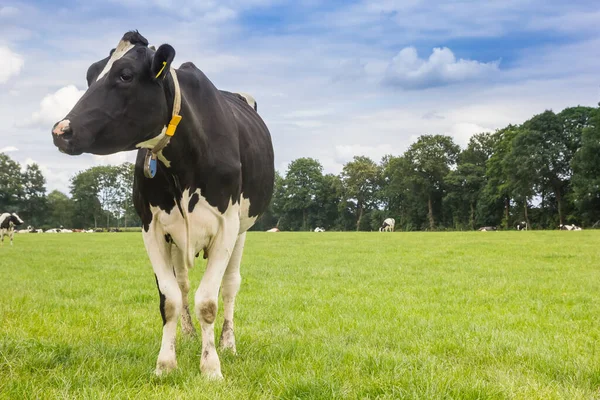 Typowa Krowa Holenderska Holstein Kołnierzem Krajobrazie Drenthe Holandia — Zdjęcie stockowe