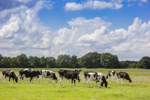 Hollanda Drenthe Manzarasında Tipik Hollandalı Holstein Inekleri Telifsiz Stok Imajlar